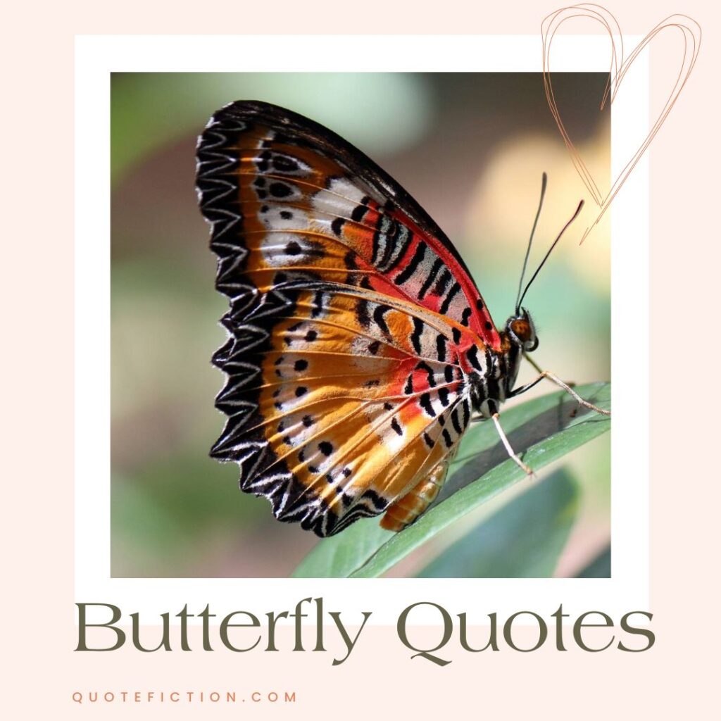 Butterfly Quotes - quotefiction.com