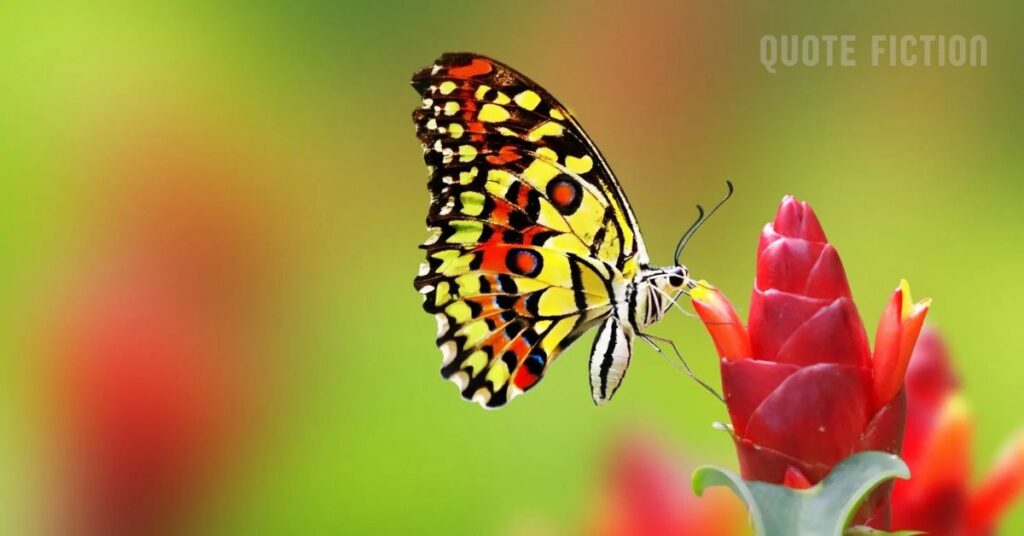 Butterfly Pictures and Quotes