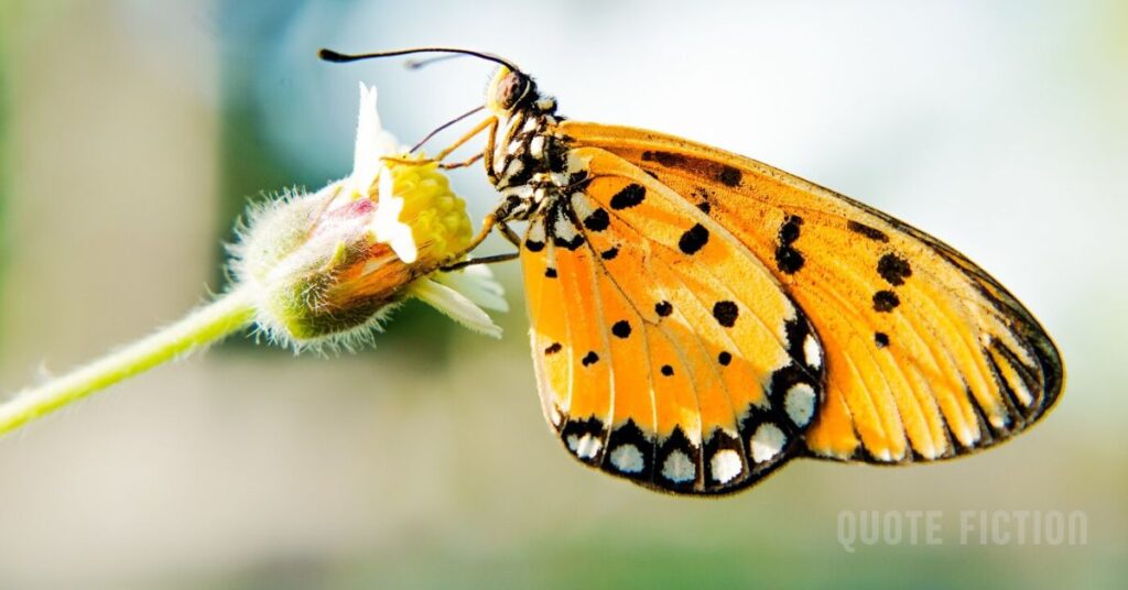 Butterfly Pictures and Quotes