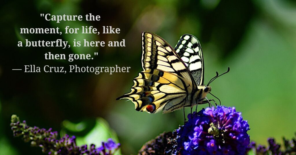 Inspirationl Butterfly Quotes